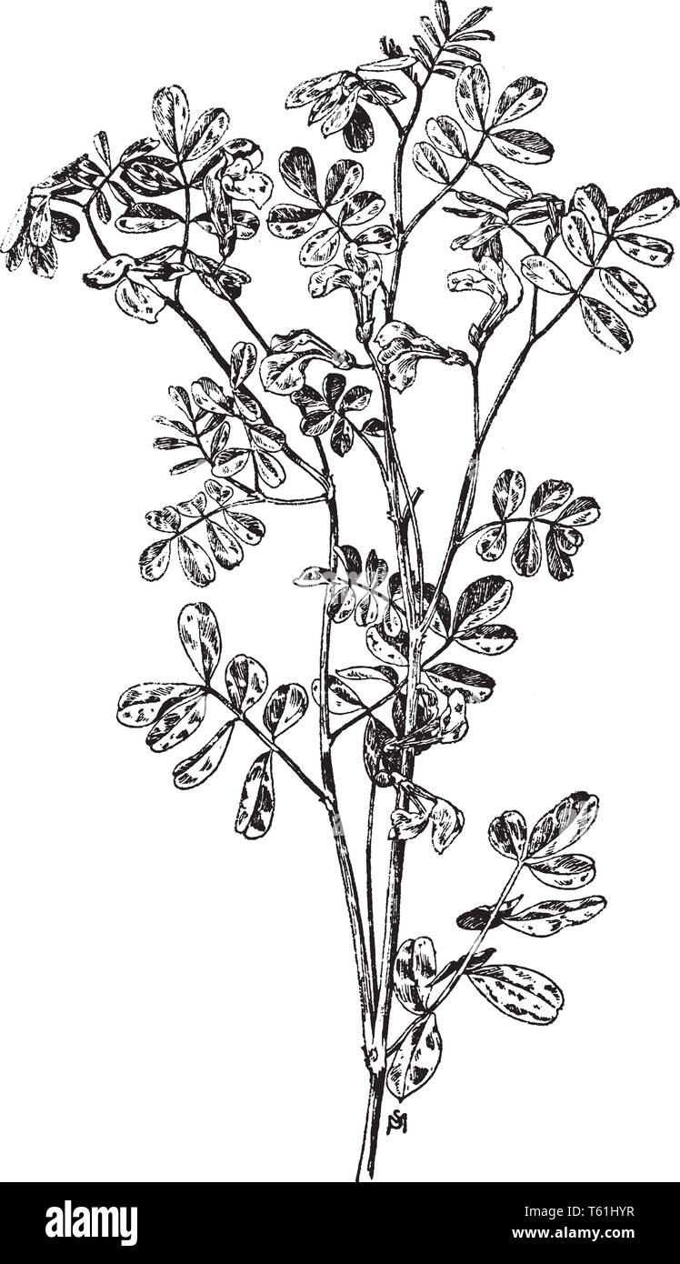 Die Blüten der Coronilla Emerus wachsen und seine Bäume sind dicht. Die Farbe der Blüten ist gelb; dieser Baum wächst bis zu 3-5 Füße, vintage Zeichnung Stock Vektor