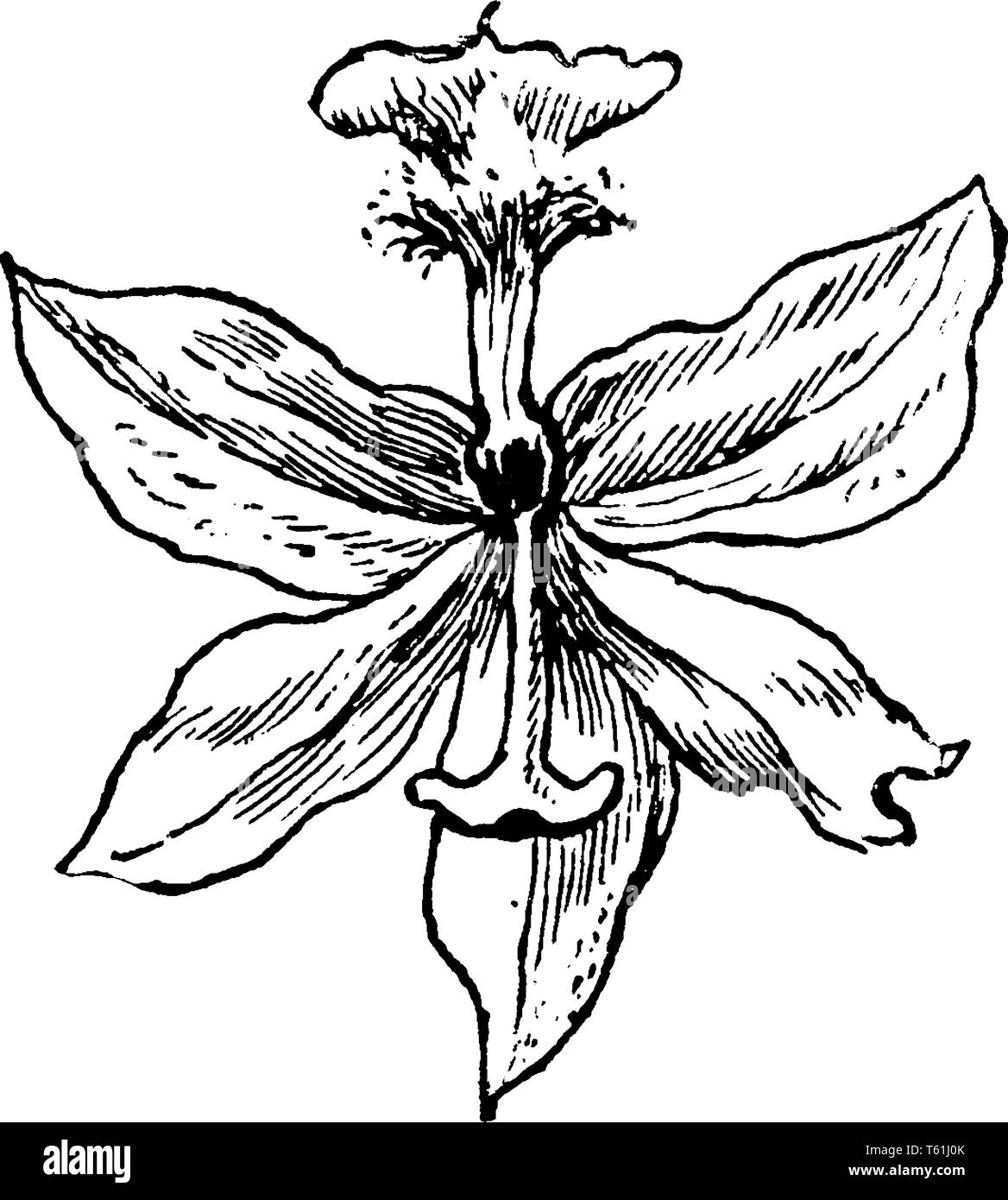 Das Bild zeigt die Tuberöse Gras rosa Blume, die auch als Calopogon tuberosus. Es ist, als eine gefährdete Art aufgeführt. Es ist vor allem in Amer gefunden Stock Vektor