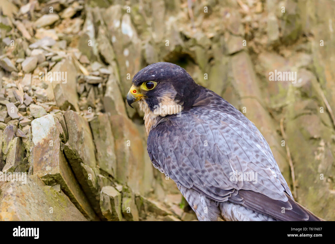 Wanderfalke (FALCO PEREGRINUS) Raubvogel. In der Mitte genommen - Wales auf dem Land, Wales, Großbritannien Stockfoto