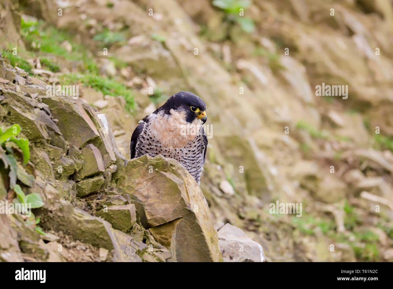 Wanderfalke (FALCO PEREGRINUS) Raubvogel. In der Mitte genommen - Wales auf dem Land, Wales, Großbritannien Stockfoto