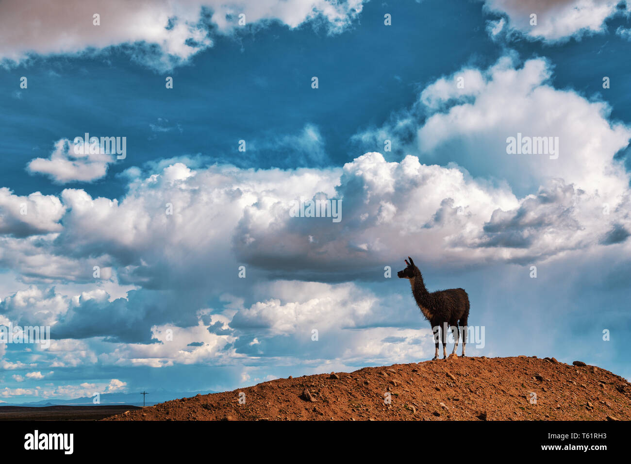 Ein Lama (Lama glama) starren Form oben auf einem Hügel an der Anden. Im Hintergrund Sturm Himmel. Lamas sind häuslich Südamerikanische Kameliden Stockfoto