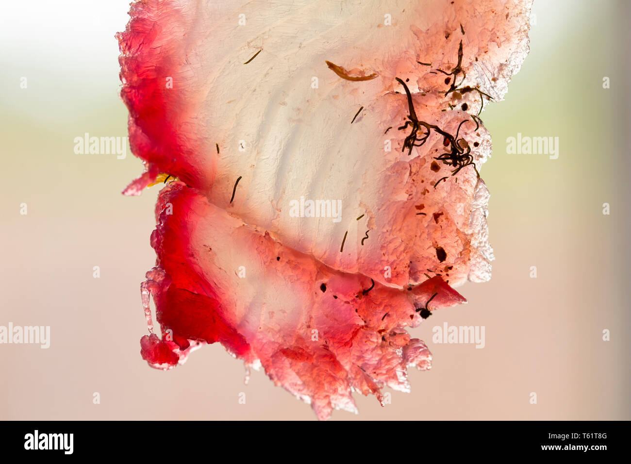 Eine Scheibe aus einem seelachsfilet, pollachius pollachius, aus einem Fisch, die auf der Stange und Line in den Englischen Kanal vom Boot aus gefangen wurde. Es ist benutzt worden Stockfoto