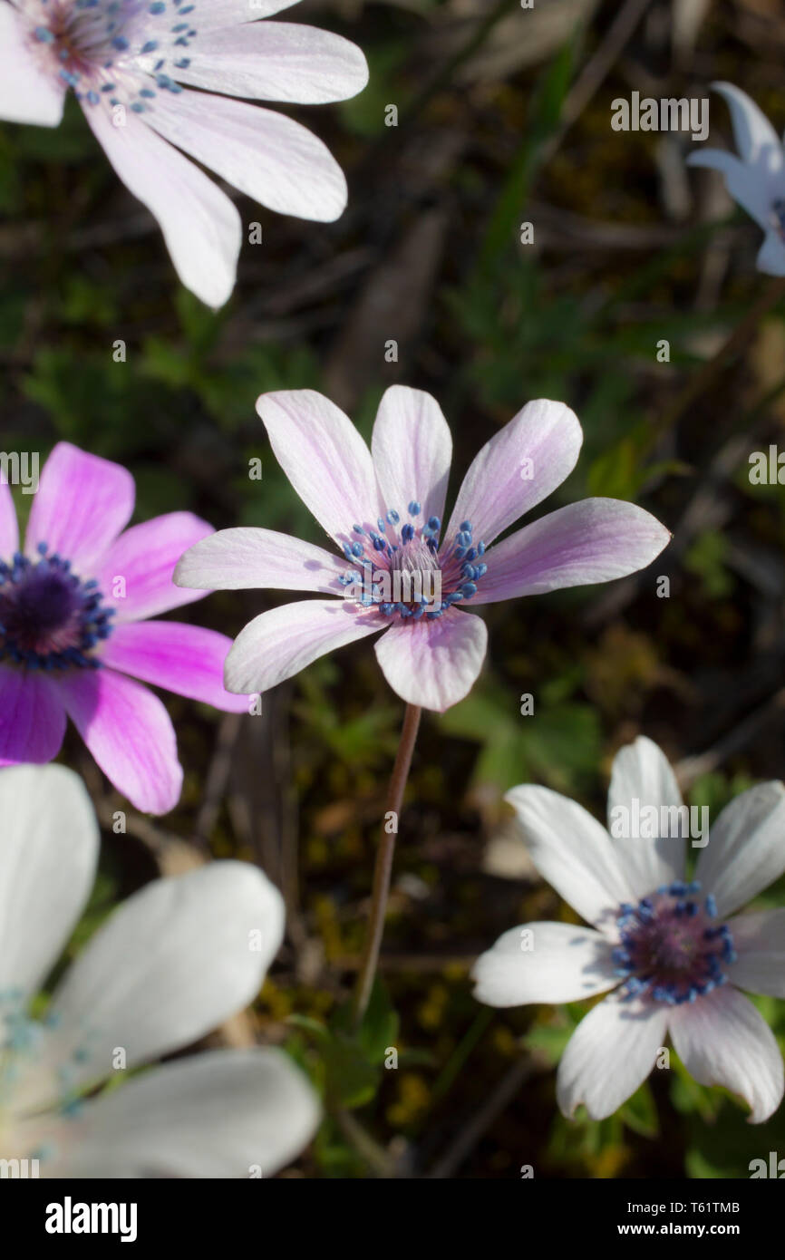 Wilde Anemonen wie diese drastisch im Frühling in Griechenland gedeihen. Sie Frühjahr bis in Verges, Felder, Hügel und Olivenhaine. Stockfoto