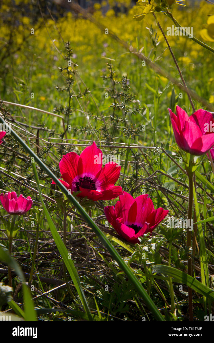 Wilde Anemonen wie diese drastisch im Frühling in Griechenland gedeihen. Sie Frühjahr bis in Verges, Felder, Hügel und Olivenhaine. Stockfoto