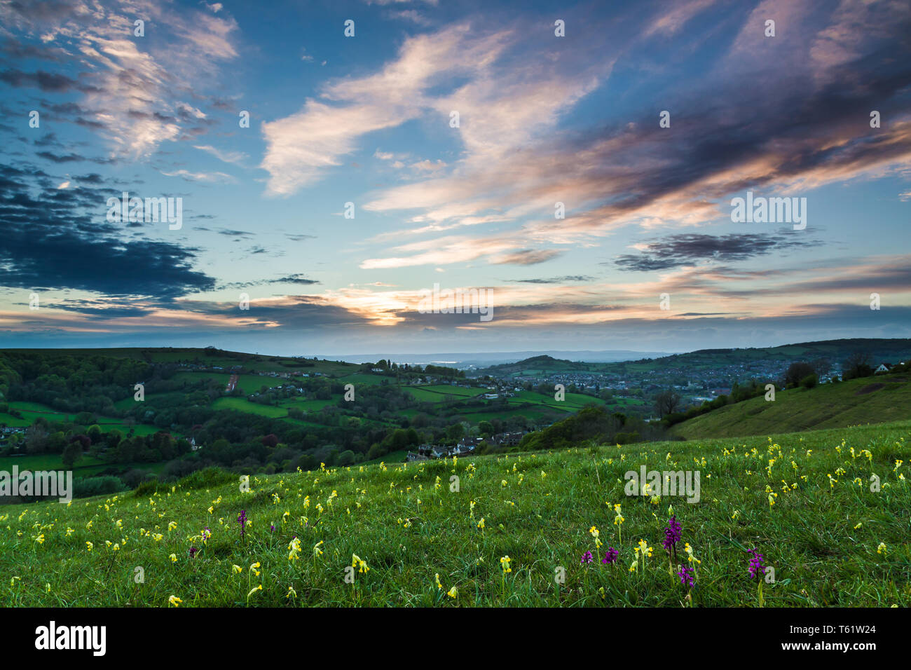 Frühling Blick auf rodborough Common in den Cotswolds in Cowslips und Orchideen. Stockfoto