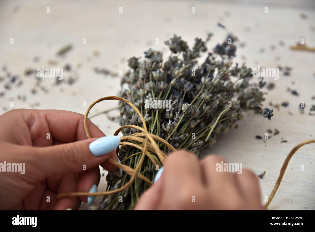 Mädchen Hände halten Bündel trockener Lavendel. Stockfoto