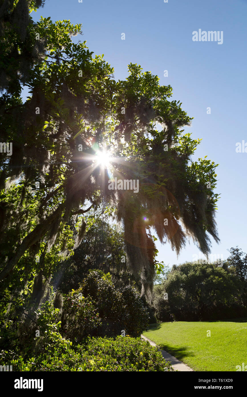 Sunshine burst durch Laub auf einer Live Oak in der Nähe von Charleston in South Carolina, USA. Stockfoto