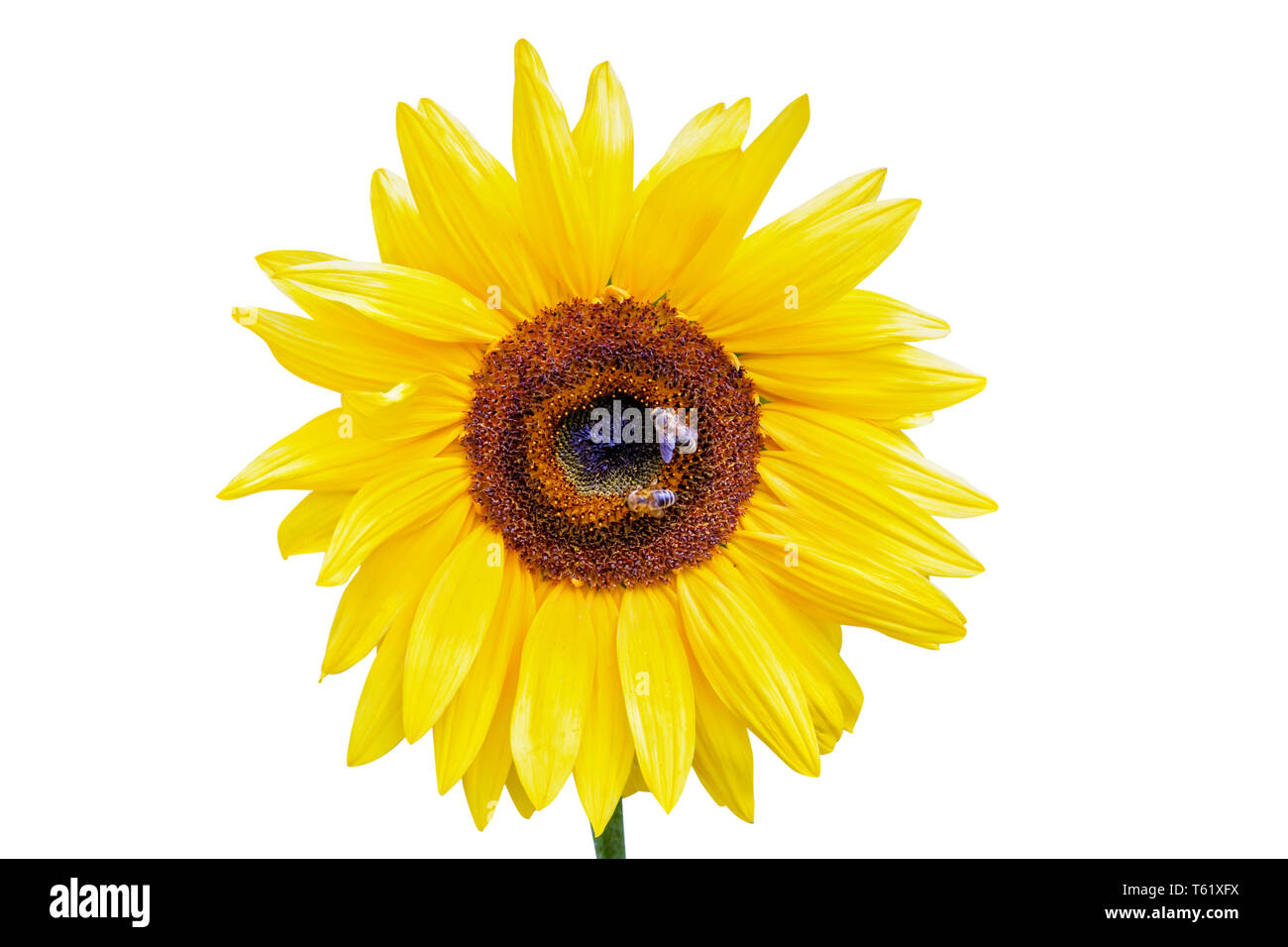 Nahaufnahme einer Sonnenblume mit Bienen sammeln Nektar auf weißem Hintergrund Stockfoto