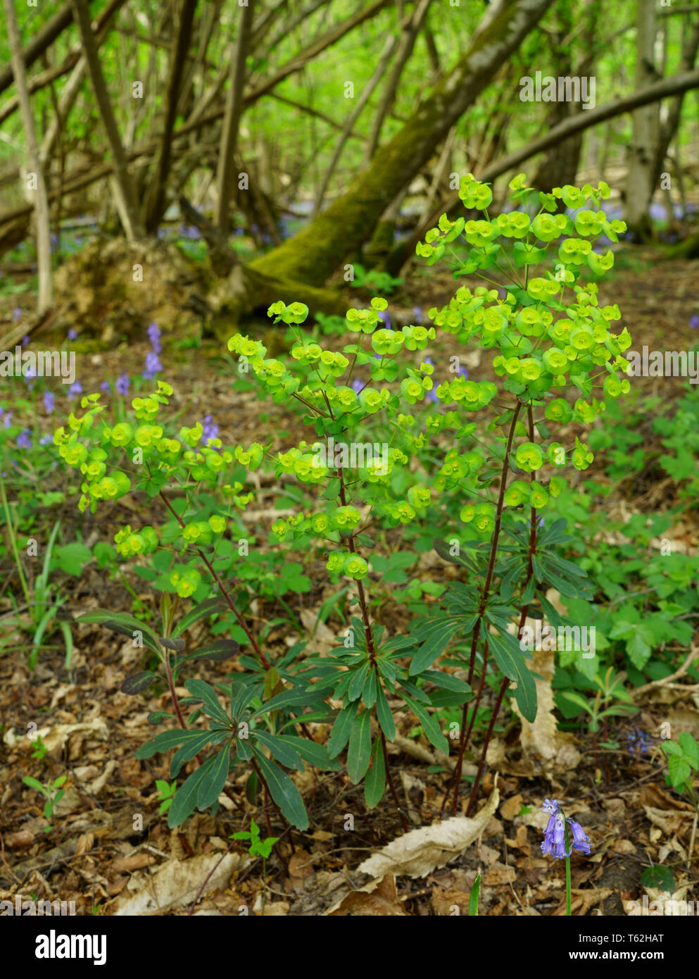 Holz wolfsmilch Euphorbia amygdaloides Pflanze Blüte im Frühling. Stockfoto
