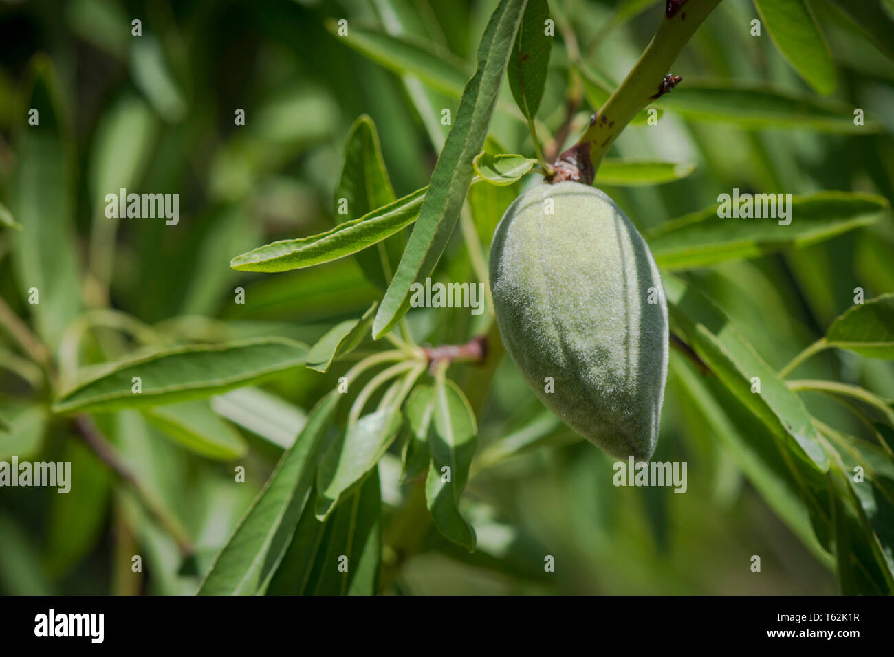Junge unreife Mandel Früchte am Baum, Andalusien, Spanien. Stockfoto