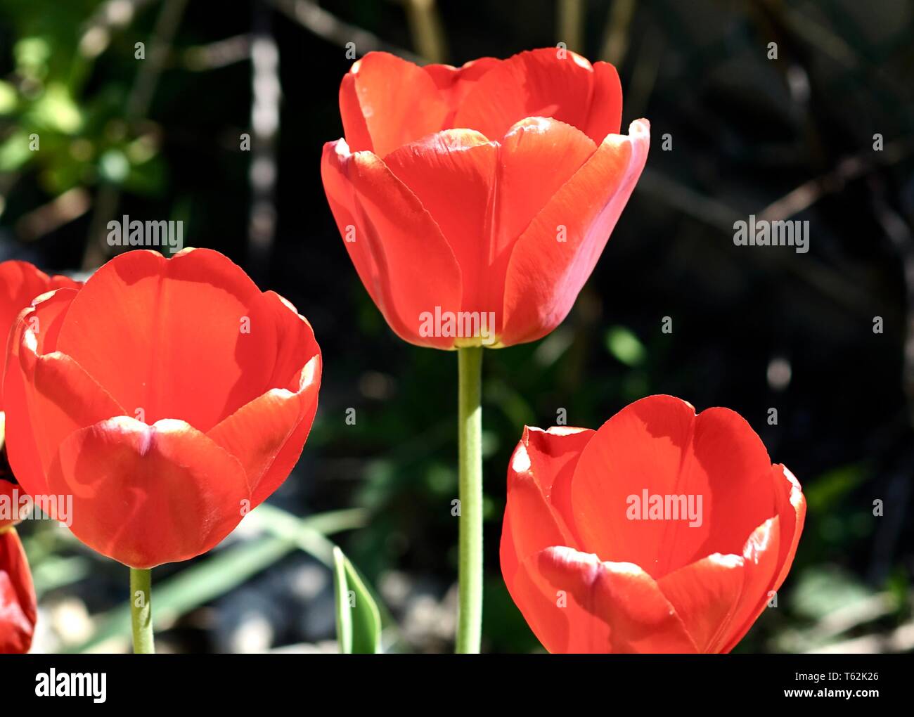 Eine schöne Aussicht auf rote Tulpen auf einem Garten Stockfoto