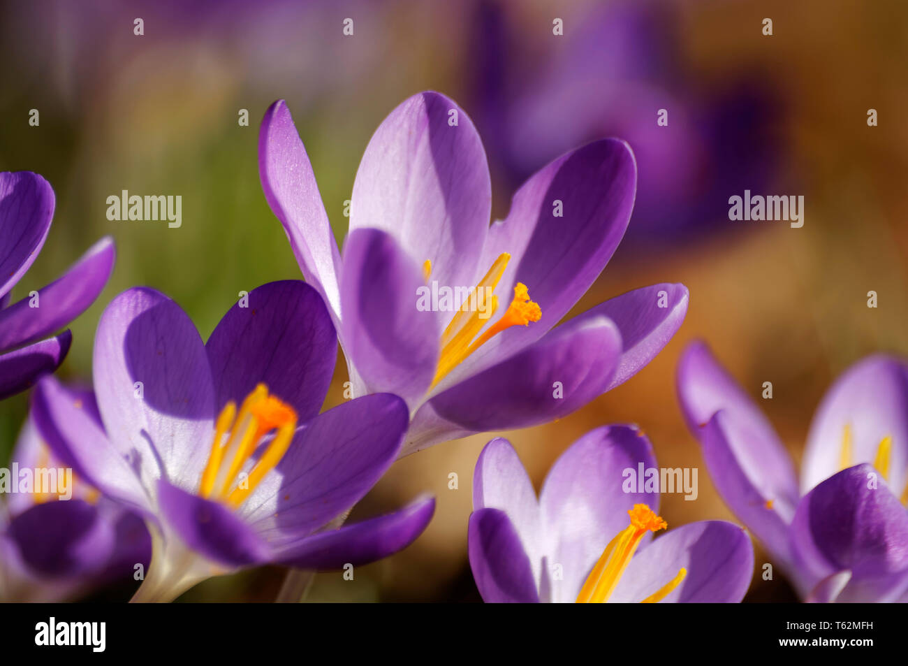 Crocus vernus in einem Garten in Erbach im Odenwald, Kreis Odenwald, Hessen, Deutschland, Stockfoto