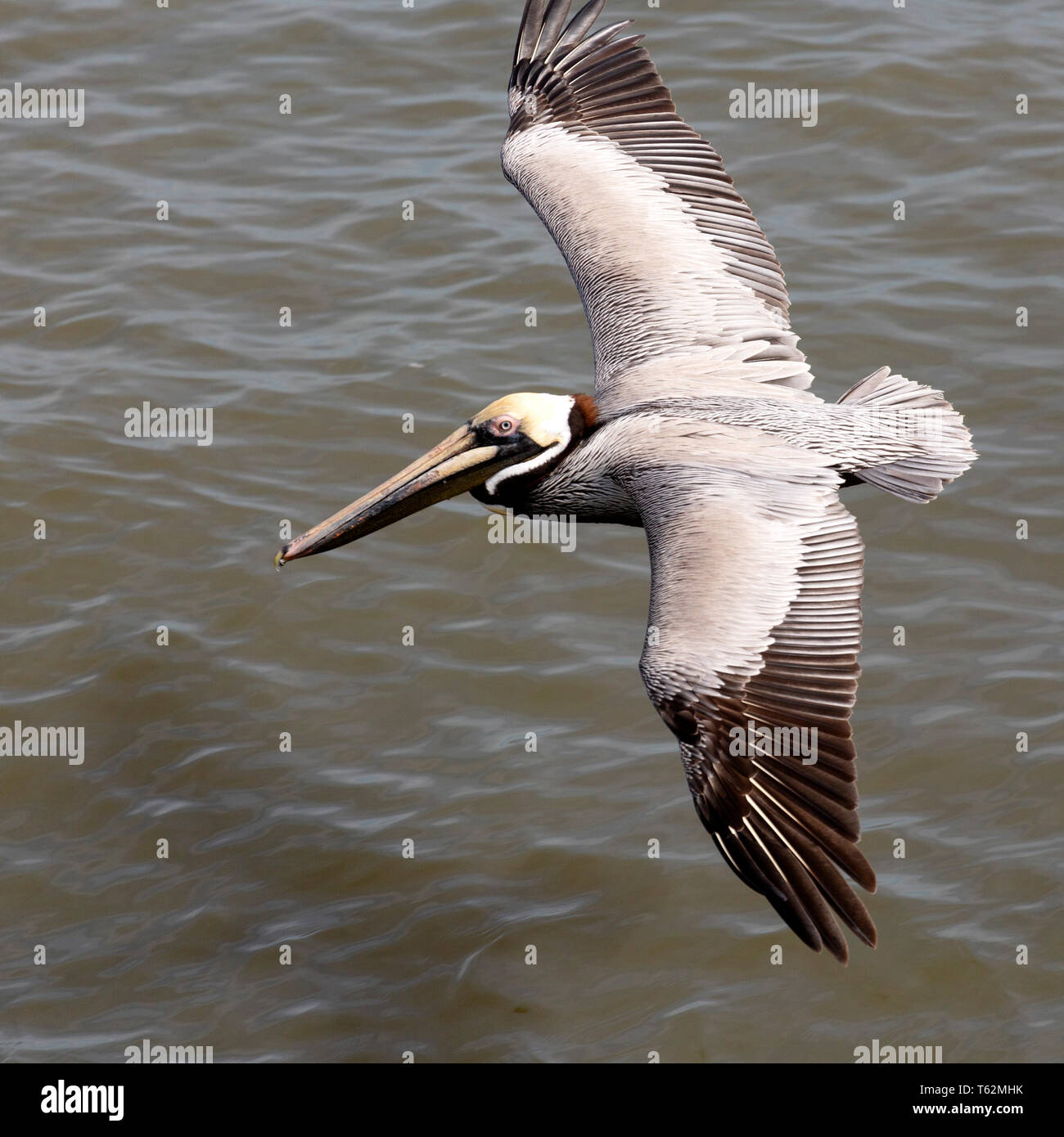 Braunpelikan (Pelecanus occidentalis) über den Cooper River aus Charleston, South Carolina, USA fliegen. Der Vogel fliegt nur ein paar Meter über t Stockfoto