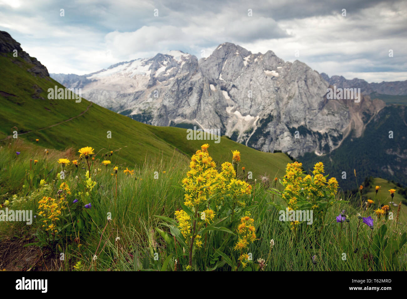 Gelbe Bergblumen. Viel dal Pan. THA Marmolada massiv im Hintergrund. Die Dolden. Italienische Alpen. Europa. Stockfoto