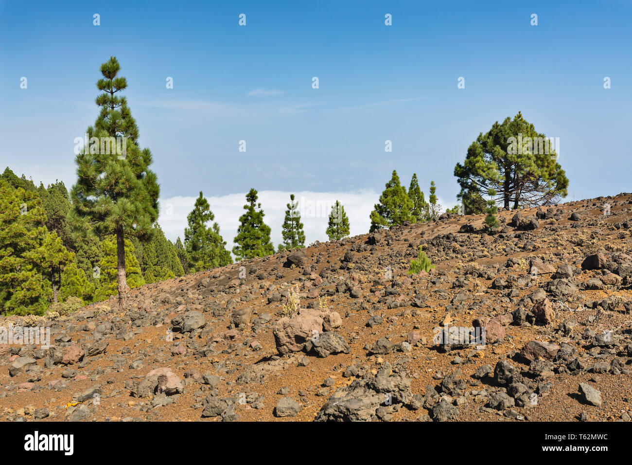 Farbenprächtige Vulkanlandschaft auf der Oberseite des Cumbre Vieja auf La Palma, Spanien. Stockfoto