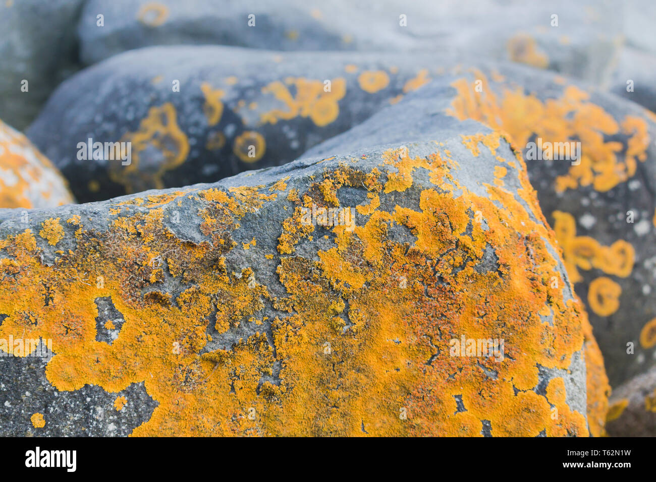 Caloplaca Marina die Orange Meer Flechten Moos auf Rock Stockfoto