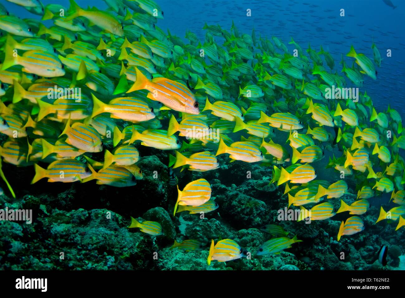 Bluestripe Snappers. Unterwasser Fotografie in Malediven Stockfoto