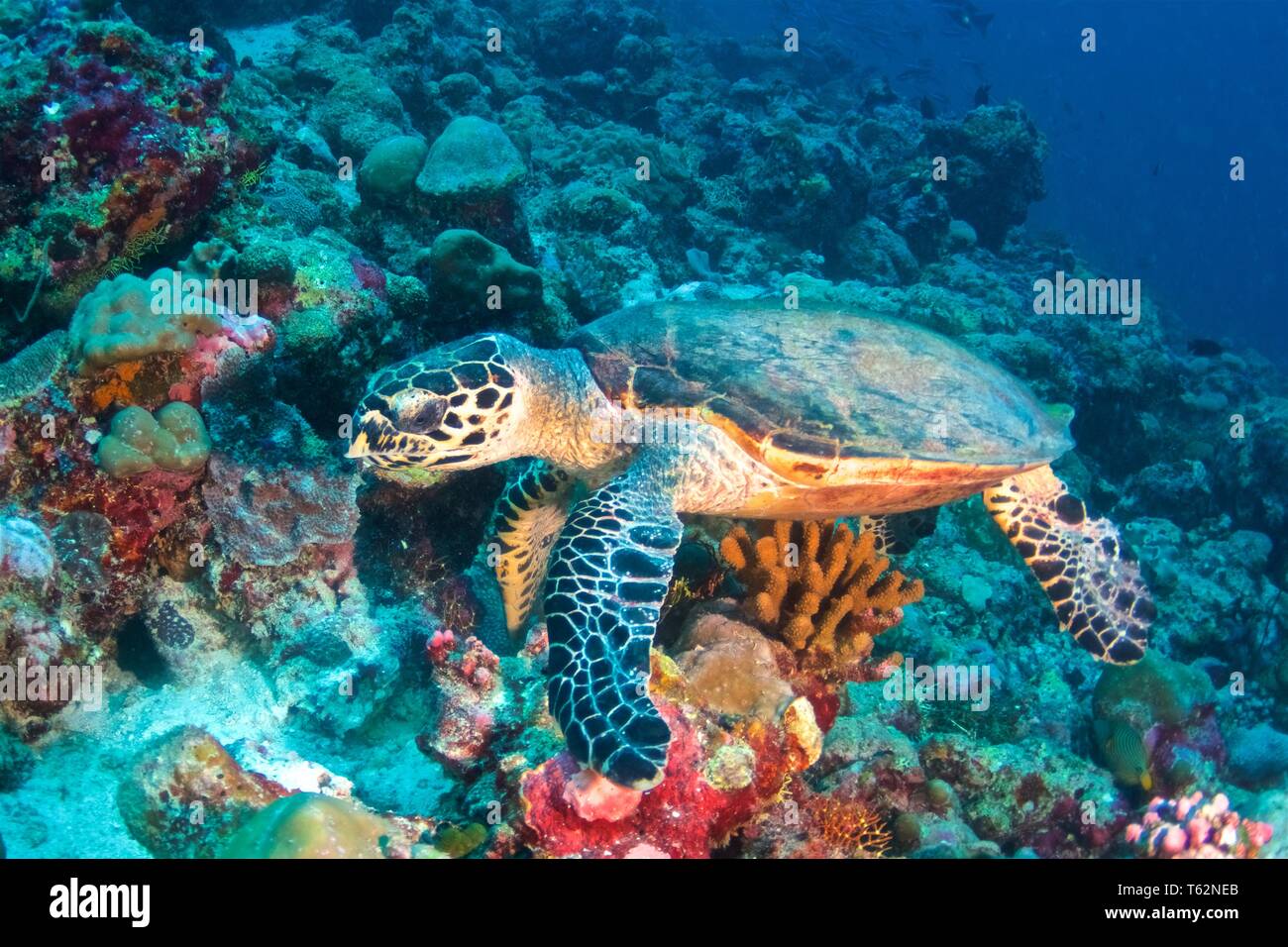 Die echte Karettschildkröte (Eretmochelys imbricata) ist eine stark gefährdete Meeresschildkröten Stockfoto