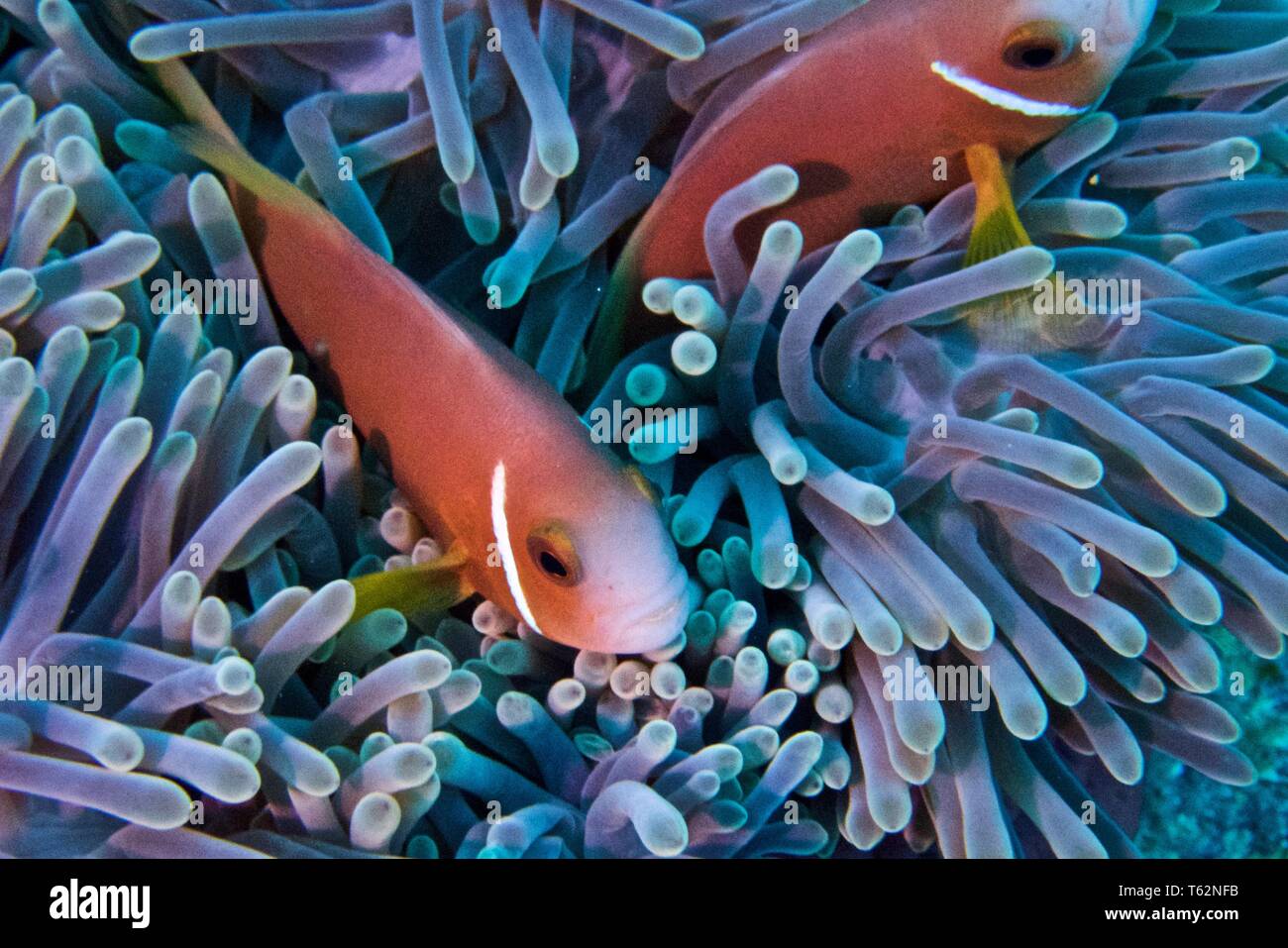 Herrliche Seeanemone, Heteractis magnifica mit Malediven anemonenfischen oder blackfooted Clownfisch, Amphiprion nigripes Stockfoto