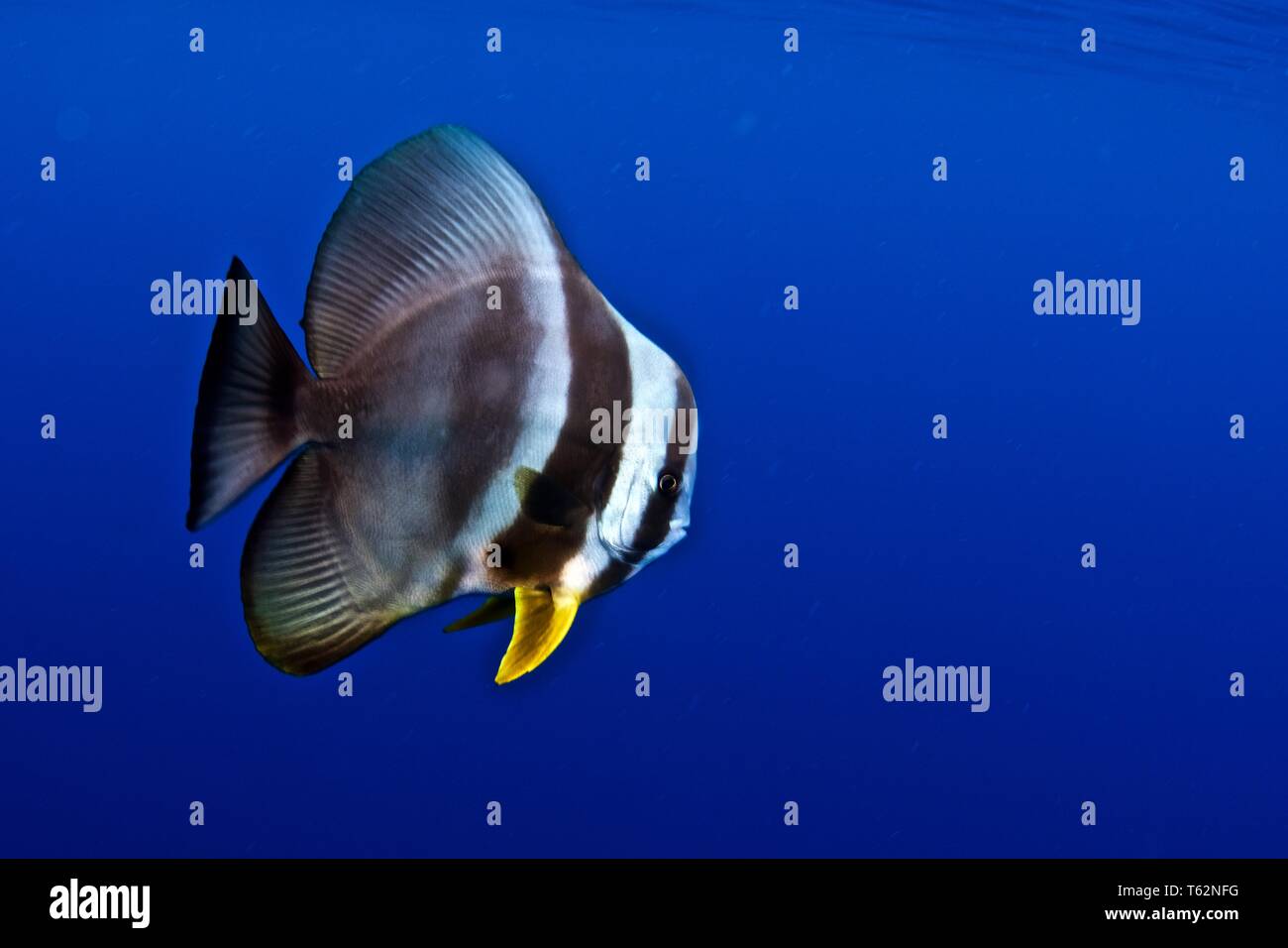 Fledermausfische. Unterwasser Fotografie in Malediven Stockfoto