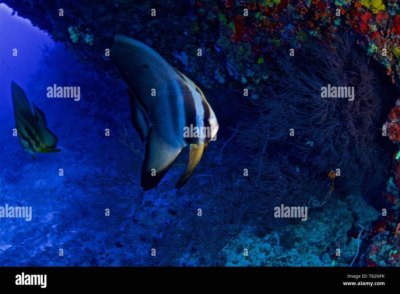 Fledermausfische. Unterwasser Fotografie in Malediven Stockfoto