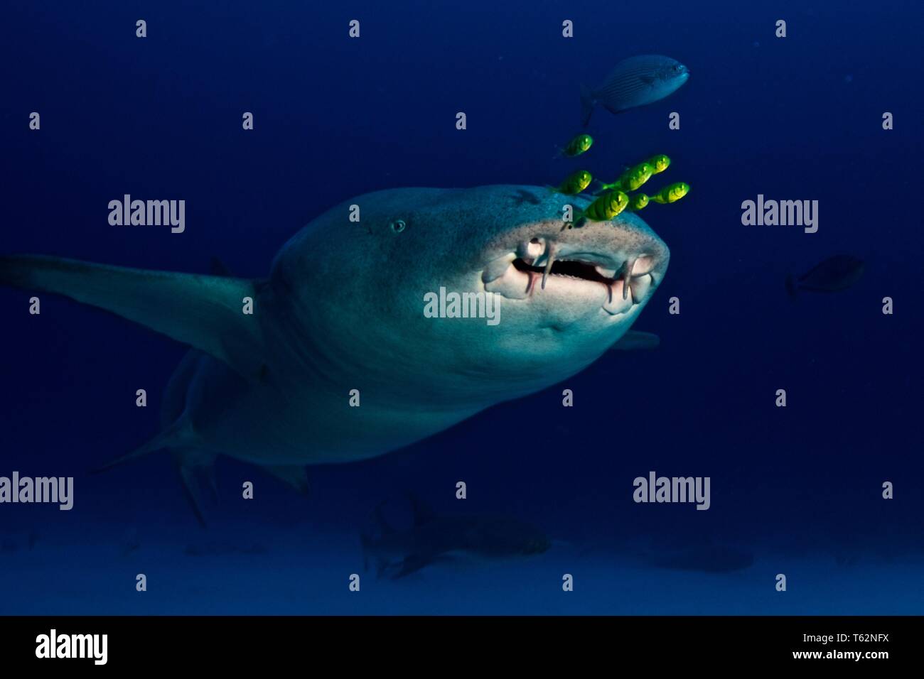 Ammenhai. Unterwasser Fotografie in Malediven Stockfoto