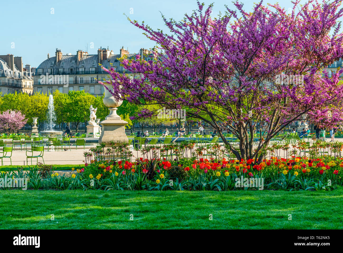 Blick auf den Park Jardin des Tuileries und dem Louvre mit Blumen, Statuen, Brunnen, und Kirschblüten im April - Frühling in Paris, Frankreich. Stockfoto