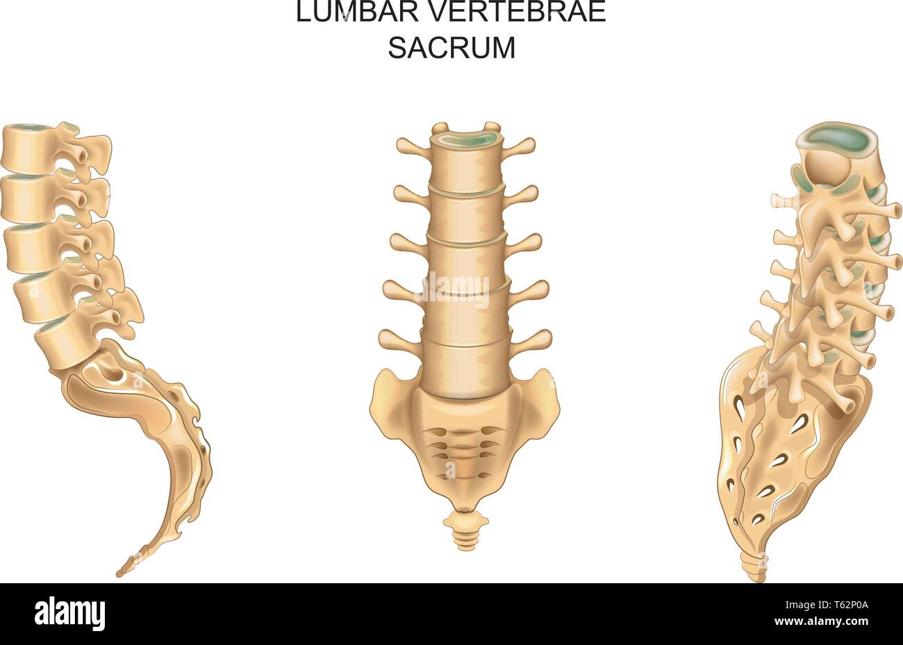 Vector Illustration der Kreuzbein- und Lendenwirbel in verschiedenen Positionen Stock Vektor