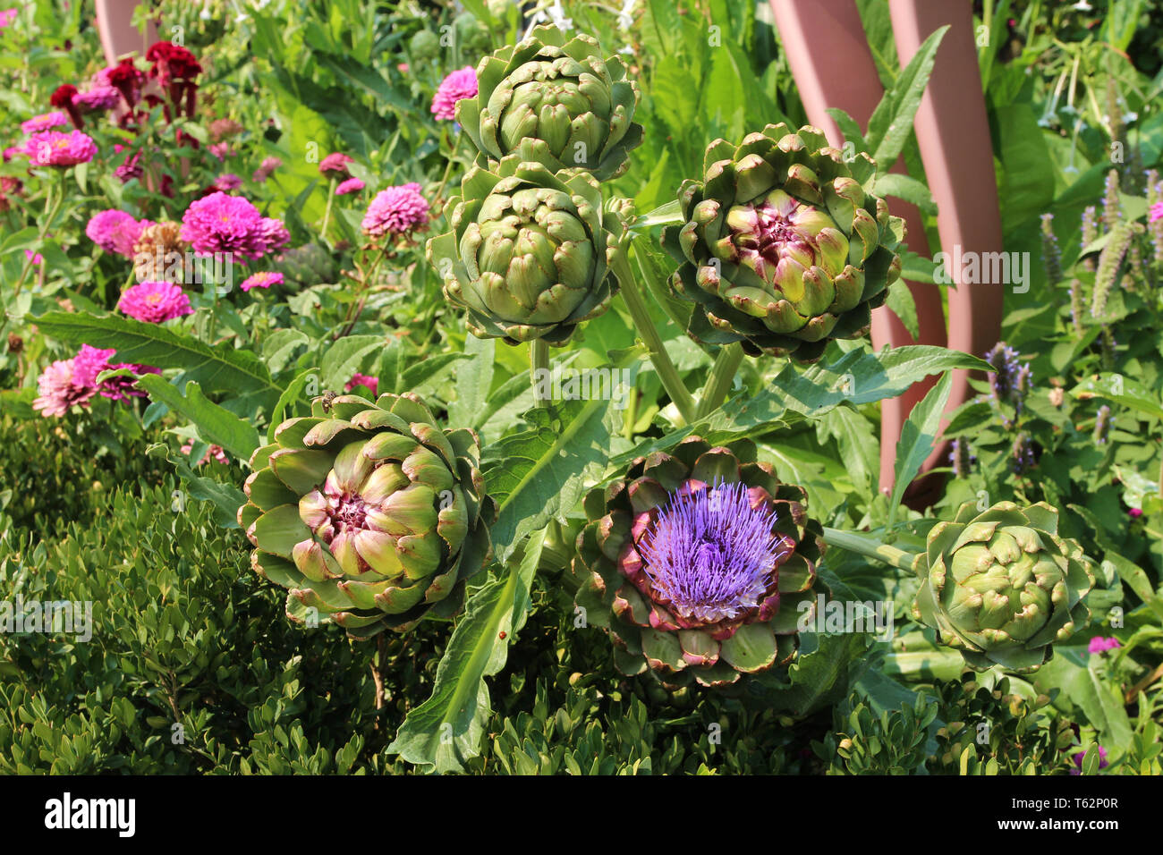 Violetta artischocke Fotos und Bildmaterial in hoher Auflösung Alamy