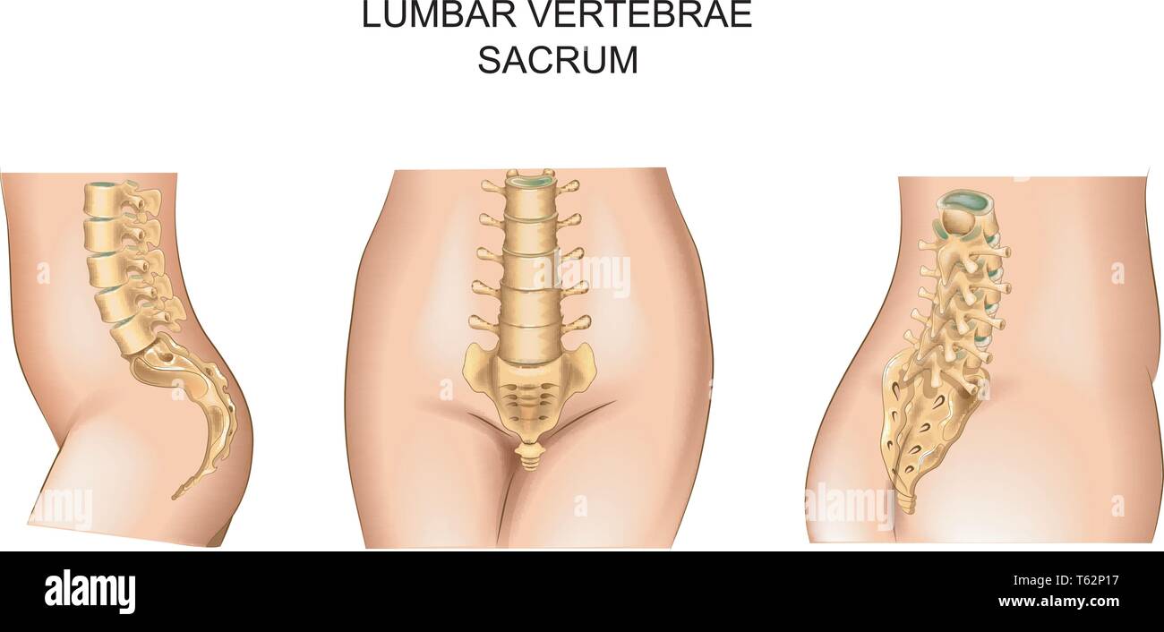 Vector Illustration des Kreuzbeins und den unteren rücken Stock Vektor