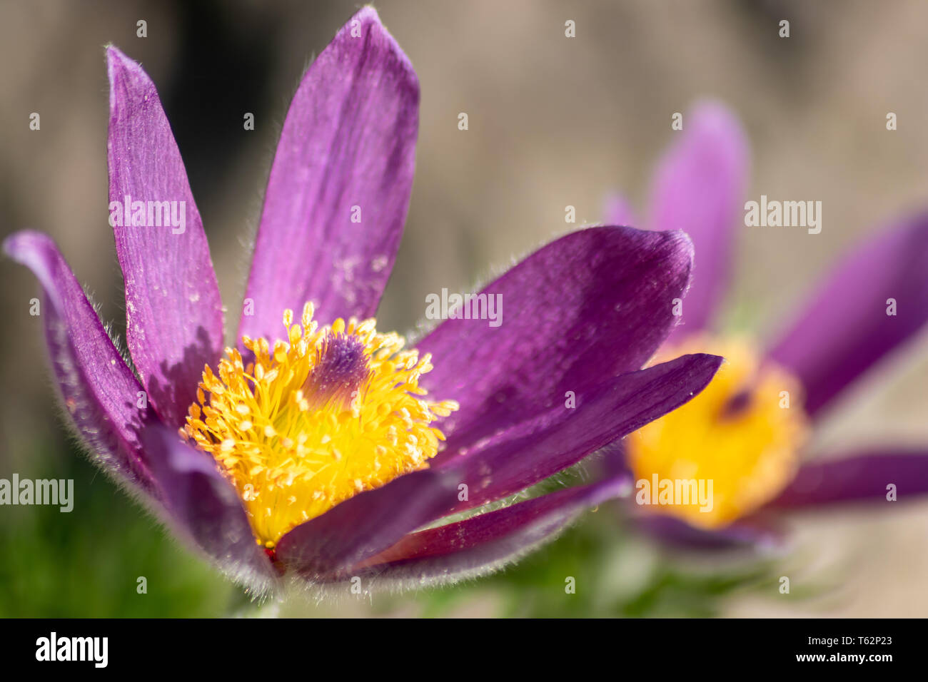 Porträt von schönen rosa-lila Blüten mit intensiv leuchtend gelben Strichen Zeigen Sie die Schönheit des Frühlings und die filigranen Blüten in Vollausschlag Stockfoto