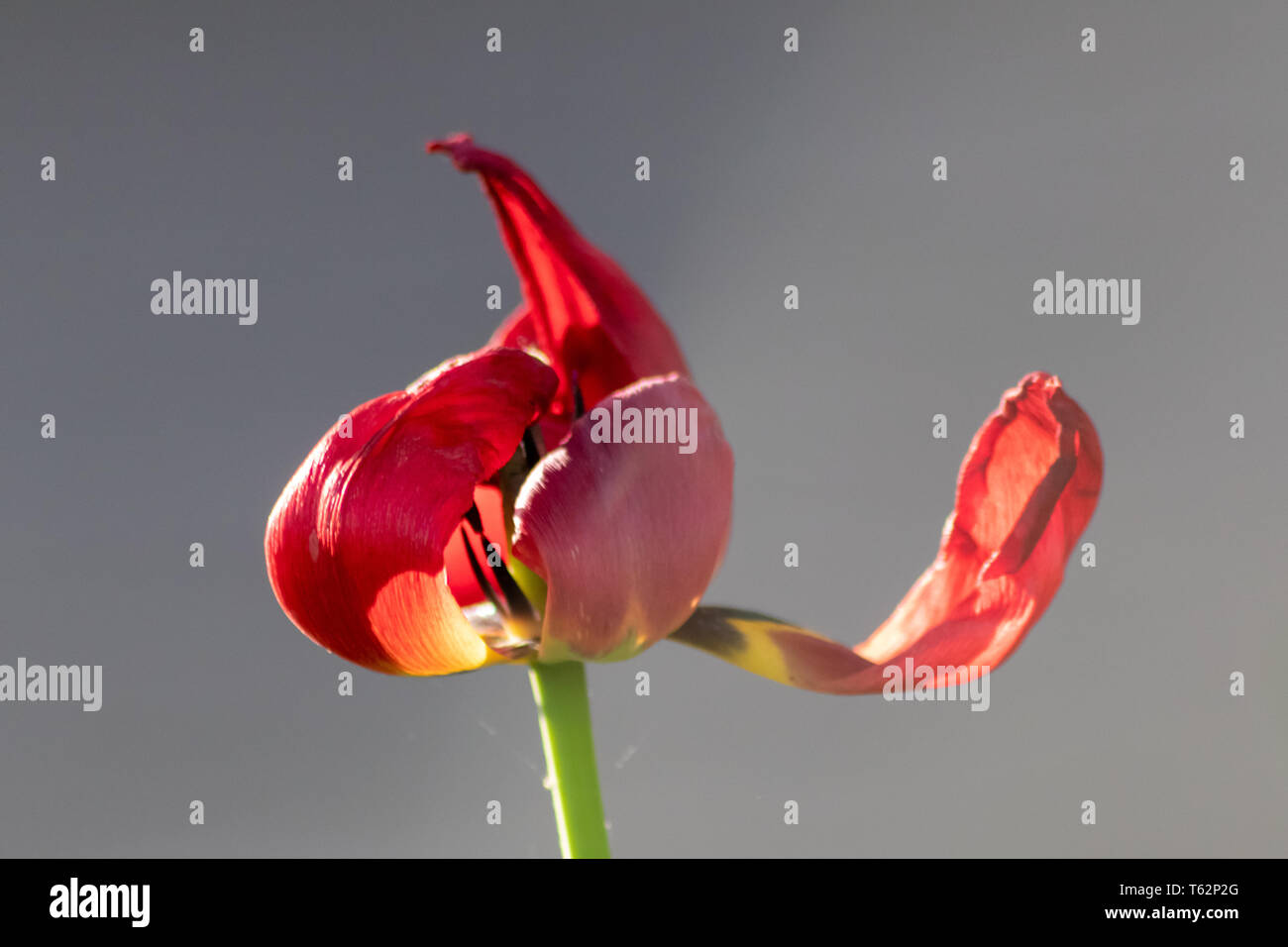 Welkende rote Tulpenblüte in rot-violetten und lavendelfarbenen Tönen zeigen die Zerbrechlichkeit des Lebens und die Vergänglichkeit des Menschen mit sterbenden Blumen hängen Totköpfe Stockfoto