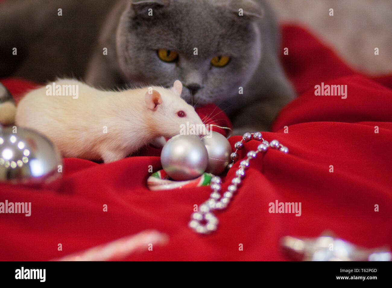 Schnurrt Stockfotos Schnurrt Bilder Alamy