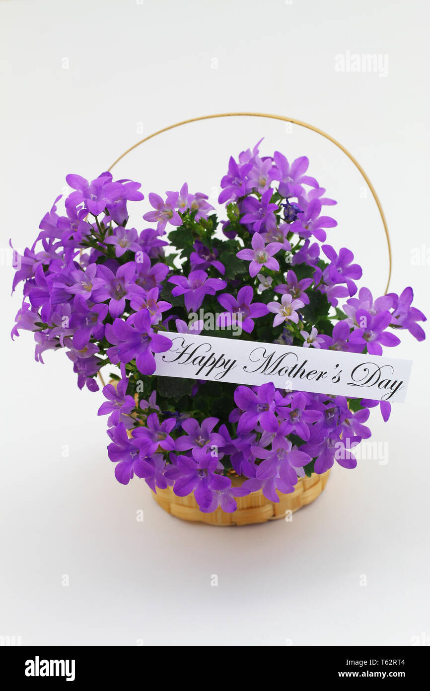 Glückliche Mütter Tag Karte mit lila Blüten Campanula in wicker Blumenkorb auf weißem Hintergrund Stockfoto