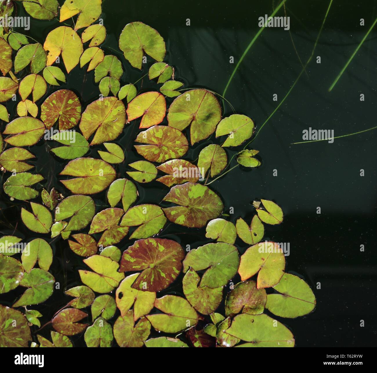 Miniatur gemusterten Seerosen Blätter background-image Stockfoto