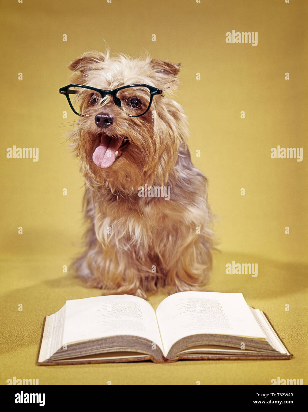 1960er-Jahre einen ZOTTELIGEN Hund das Tragen von Brillen mit Buch,  KAMERA-KD2148 ENS 001 HARS HÜNDCHEN KONZEPT KONZEPTIONELL KOMÖDIE WACKY  SHAGGY SMART SYMBOLISCHE AMÜSANT CANINE KONZEPTE EIFRIG EXZENTRISCHE  SÄUGETIER ALTMODISCHE DARSTELLUNG ...