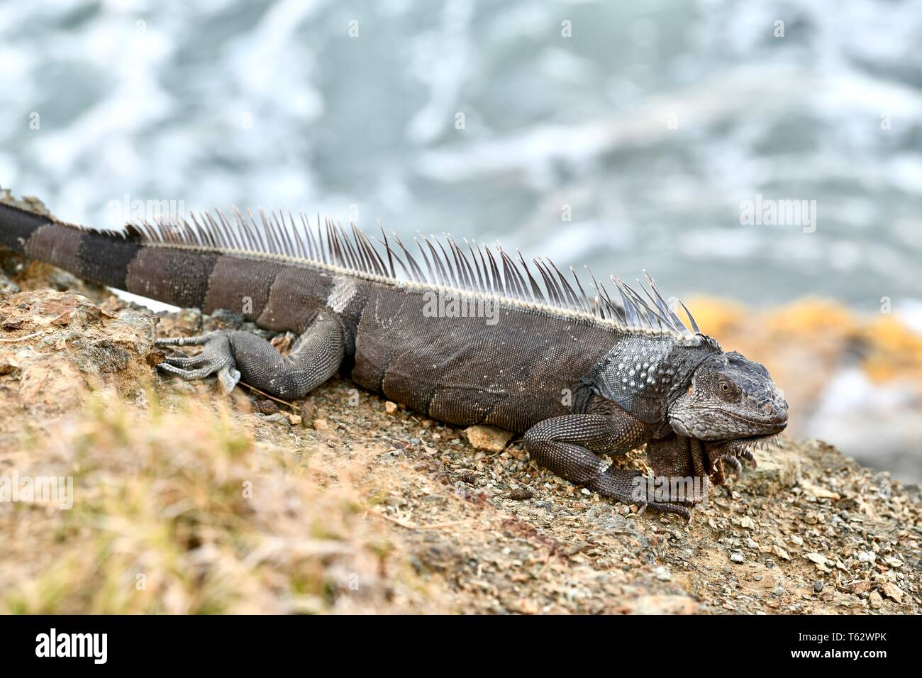 Iguana gefunden auf der Insel St. Croix, United States Virgin Islands Stockfoto