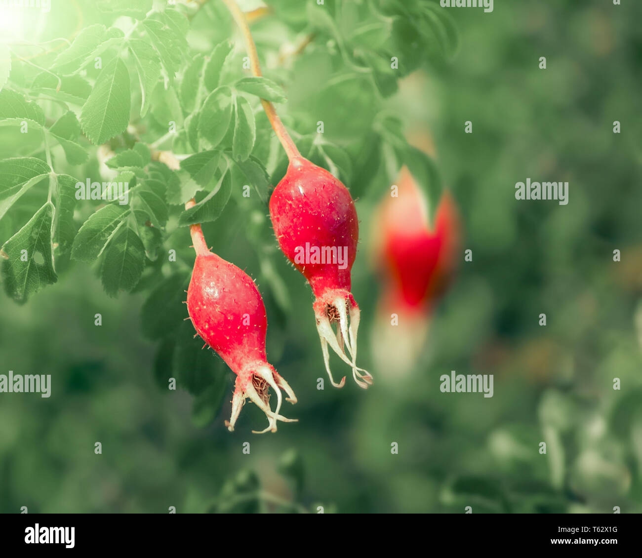 Rote reife Früchte der Heckenrose Anlage oder dog Rose. Bush von wild Briar Frucht über grüne Natur Hintergrund. Medizinische Kräuter verwendet Stockfoto