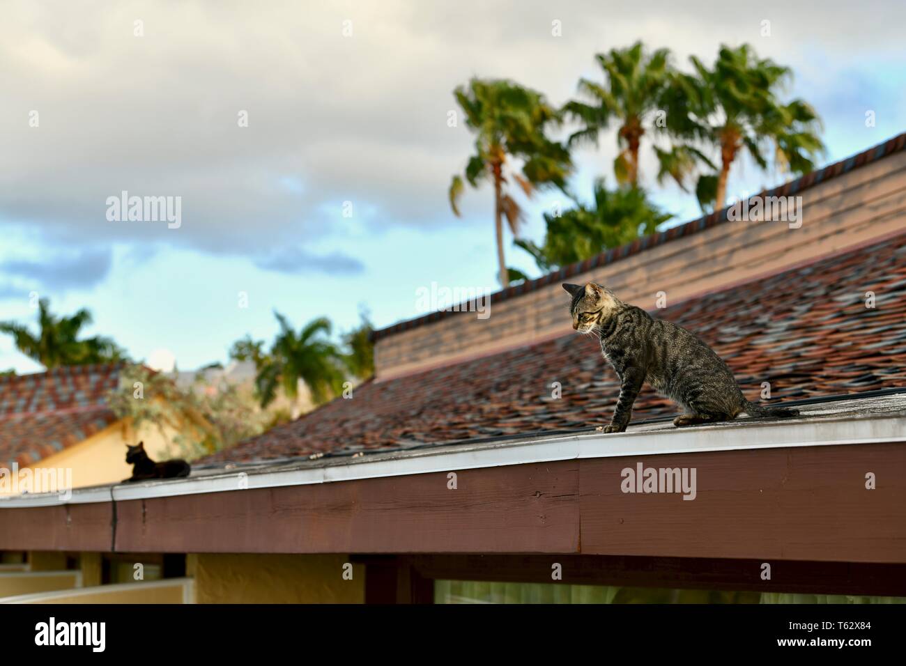 Wilde Katzen sitzen auf dem Dach der Buccaneer Hotel, St. Croix, United States Virgin Islands Stockfoto