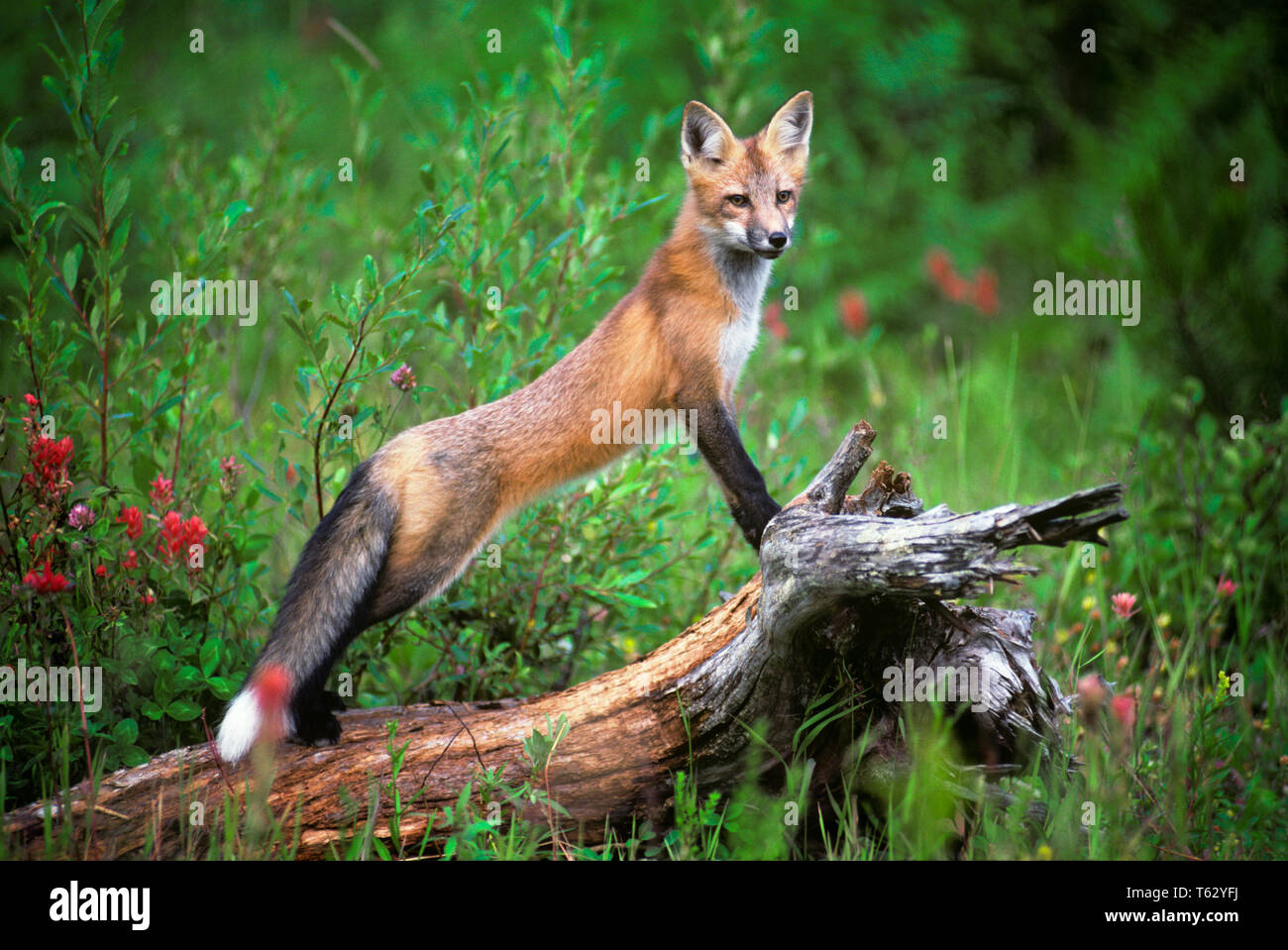 Der ROTFUCHS Vulpes vulpes STEHEND AUF LOG-kz4440 ULR001 HARS BUSCHIGE CLEVER NEUGIERIG ÖKOLOGIE SLIM VULPES SMART TRICKY GROSSE OHR CANINE SCHLANKE STUMPF VEGETATION VULPES VULPES WILDLIFE NEUGIER FAUNA INTELLIGENZ Stockfoto