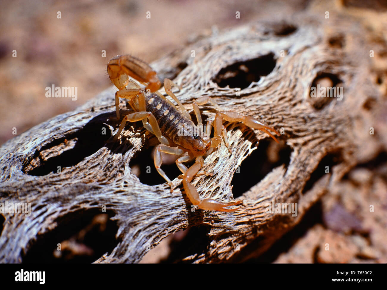 Scorpion Arizona Stockfoto