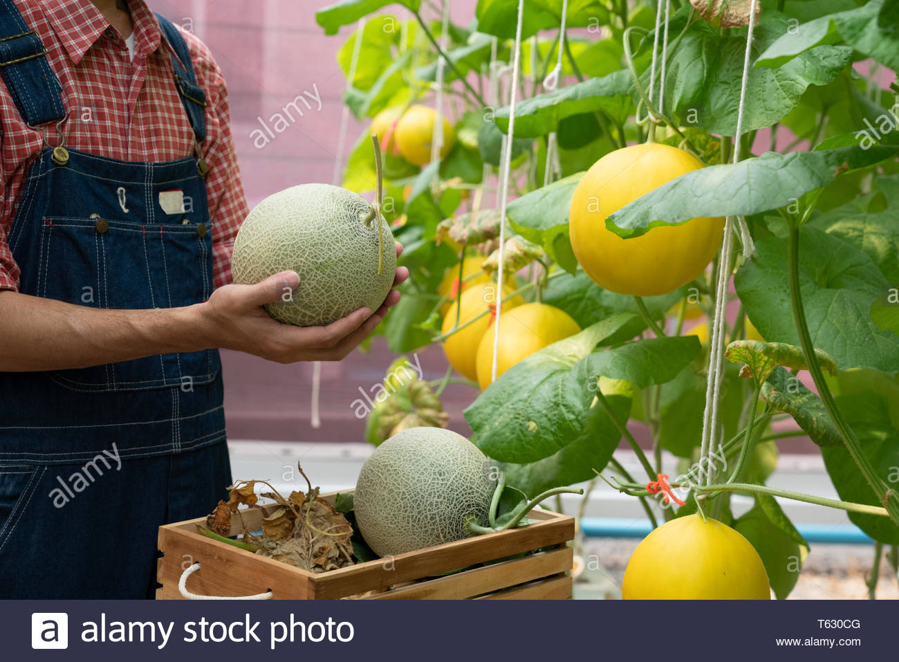Melonen Im Garten Yong Mann Mit Melone Im Gewachshaus Melone Farm