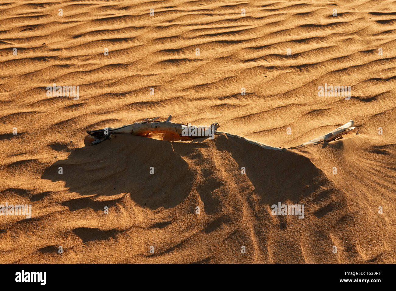 Ein Stück von einem kleinen bush legt in eine sich ständig bewegende Meer von Sand. South Eastern Australia. Stockfoto