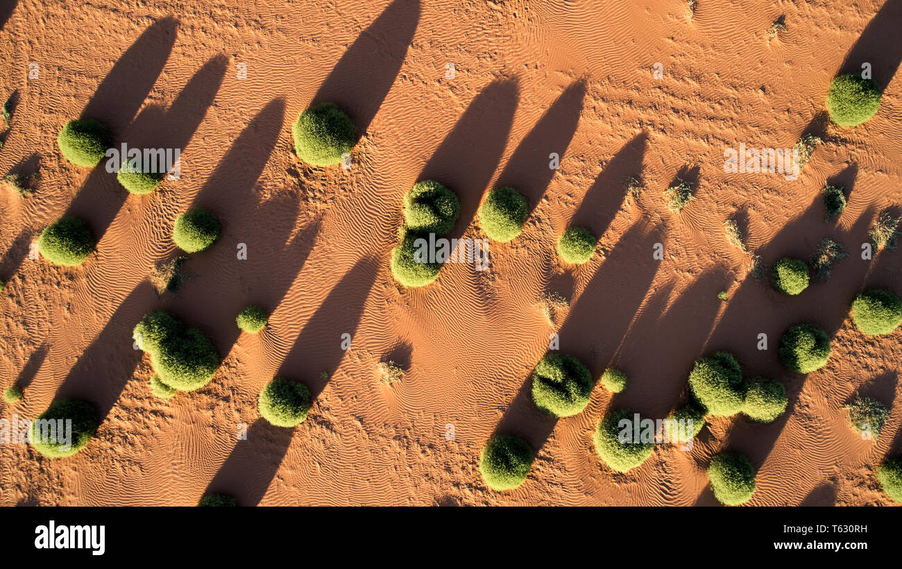 Niedriger Höhe empfängerantenne Salsola Australis, blühende auf Sand Drift während der Dürre. North West Victoria, Australien. Stockfoto