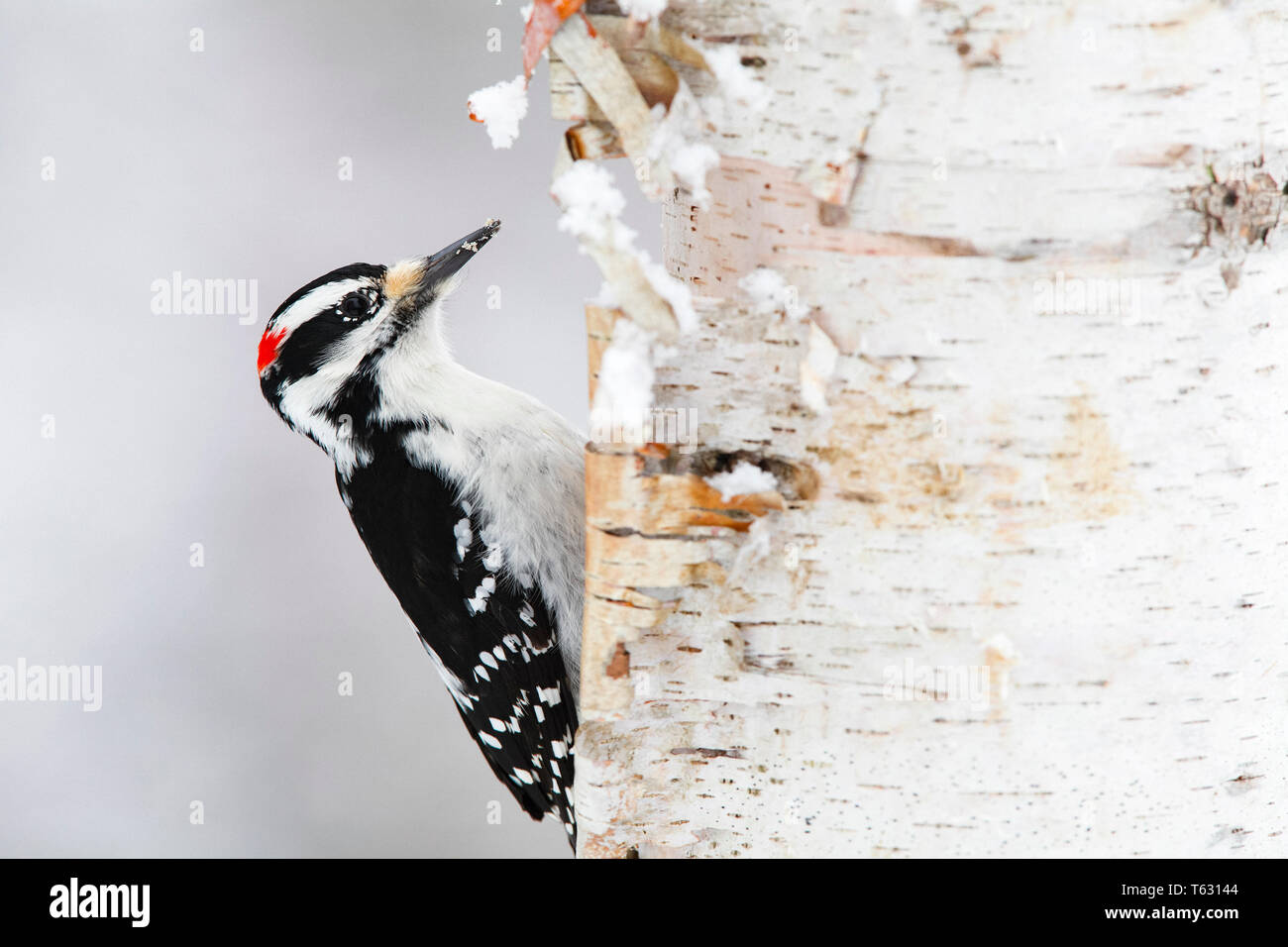 Hairy Specht, Leuconotopicus villosus, männlich, Fütterung auf Birke im Winter, Nova Scotia, Kanada Stockfoto