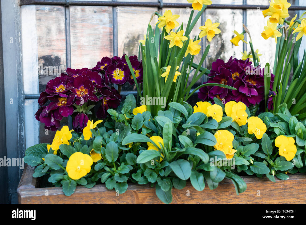 Gelbe Narzissen unter anderen Blumen. Fensterbänke Blick auf Blumenkasten. Frischer Frühling Wachstum. Neues Leben neues Jahr Stockfoto