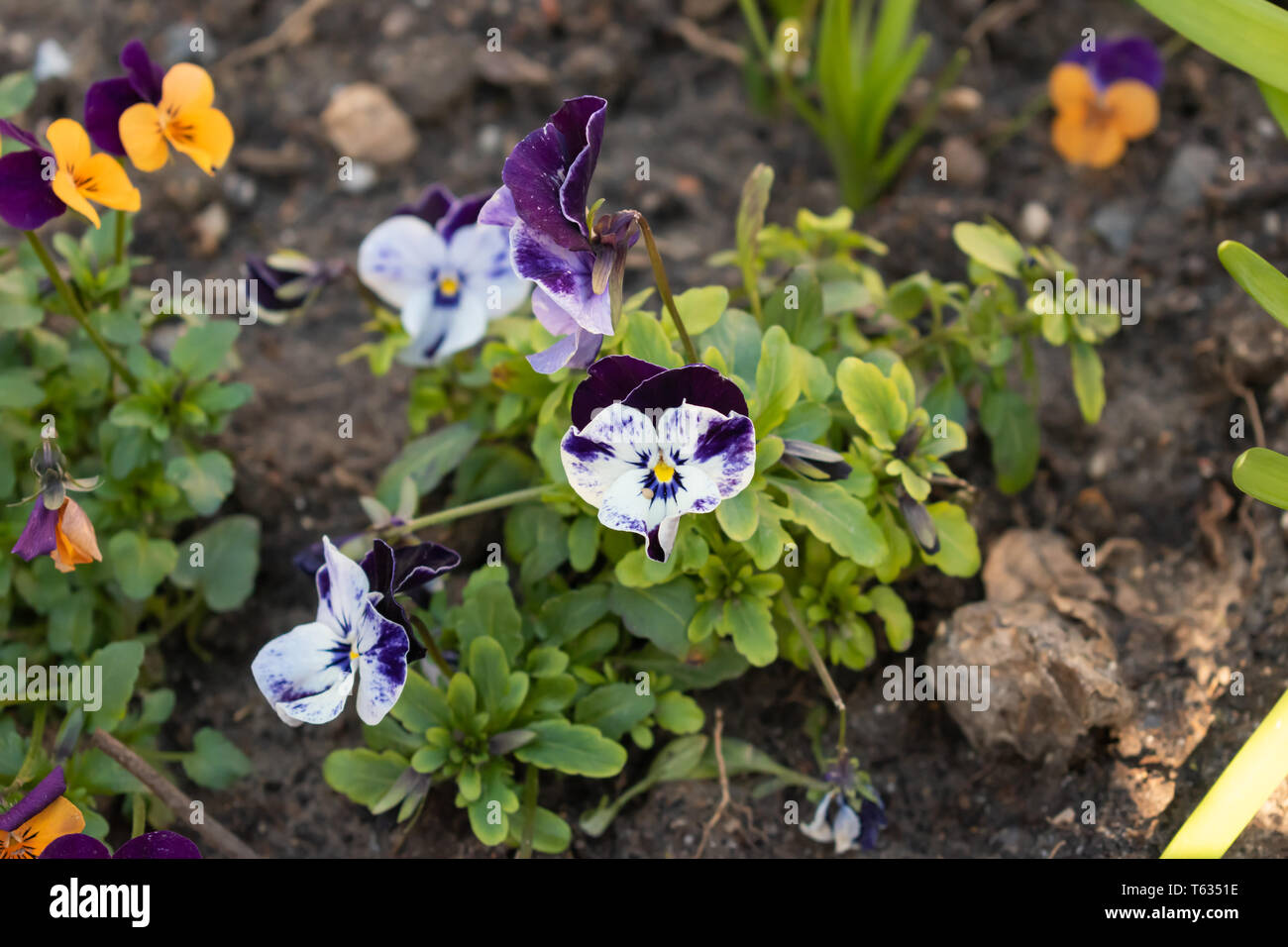Die Stadt Aachen wachsende lebendige und wunderschöne Blumen. Tief Violett und hellen weißen Blütenblätter Stockfoto