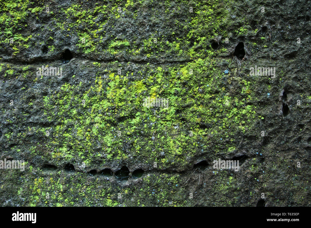 Die Details einer Moos und Flechten auf einem Sandstein. Stockfoto