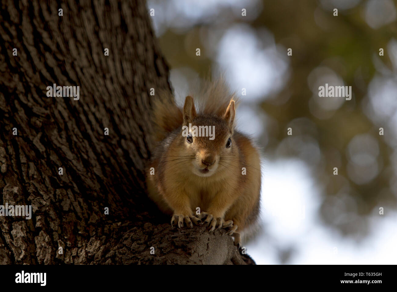 Nahaufnahme, Porträt einer sciurus Anomalus, kaukasische Eichhörnchen auf einen Baumstamm. Sie sind häufig in der Türkei, aber ihre Zahl rückläufig sind in der Levante Stockfoto
