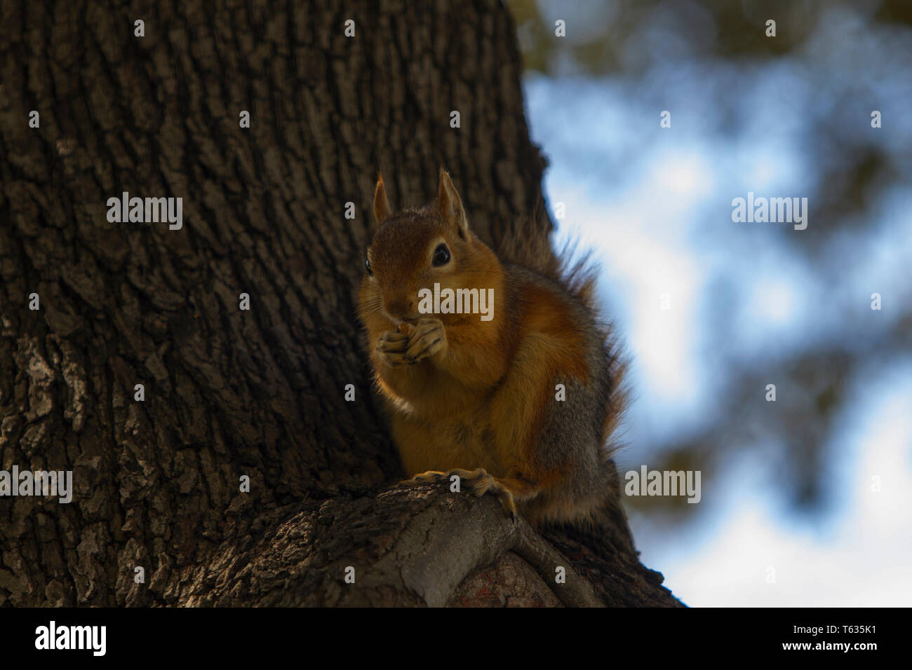 Nahaufnahme, Porträt einer sciurus Anomalus, kaukasische Eichhörnchen auf einem Baumstamm Fütterung. Stockfoto